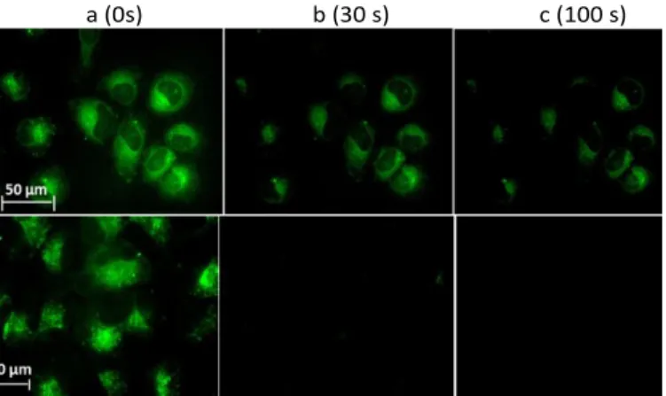 Fig  4  Photobleaching  experiments  (epifluorescence  microscopy)  performed  on  HeLa cells incubated during 1h 30 min with a 95 µM solution of compound 6e (top)  or  with  50  nM  LysoTracker  Green  DND-26  (bottom)  after  exposure  to  the  continuou