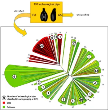 Fig. 6 Examples of archaeological seeds allocated to the most frequent morphotypes; scale bar = 1 mm