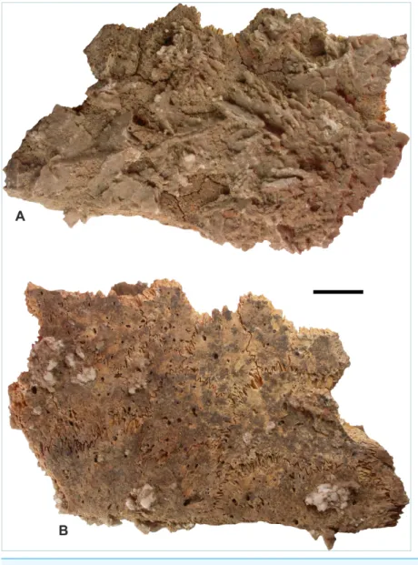 Figure 6 Remains of Dermochelys coriacea (Vandelli, 1761), recovered from the Sultanate of Oman, during the present study, excavated from Room 33 of the Bronze Age archeological site at Ra’s al-Hadd-6