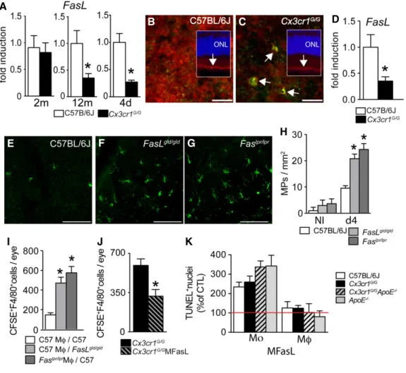 Figure 5. FAS-FASL signaling mediates subretinal MP clearance.