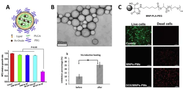 Figure  7.  A.  Scheme  of  the  CPT-loaded  magnetic  PLGA-IONP  coated  with  lipidic  PEG  and  effect  of  MH  with  MBT2 cancer cells (below)