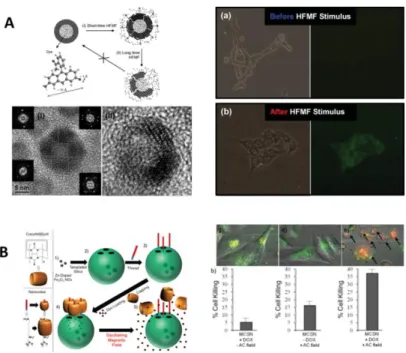 Figure  8.  A.  AMF  effects  on  core-shell  nanoplatforms  made  of  a  dye-loaded  silica  core  surrounded  by  a  magnetite  shell