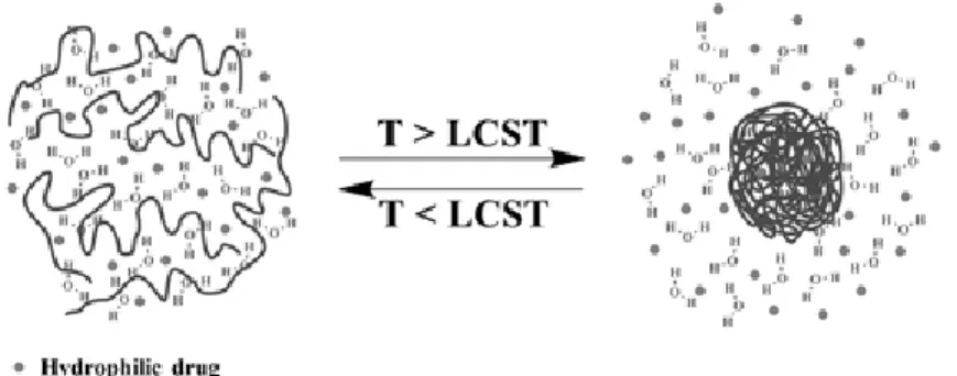 Figure 2. Illustration of the volume phase transition obtained with LCST polymers  leading to a coil-to-globule  conformation change