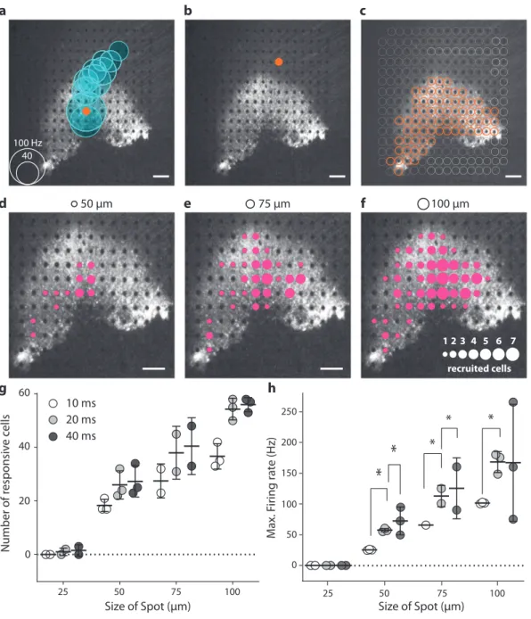 Fig. 5 Spatiotemporal resolution for discrete stimulation. a A focal light stimulation activated several different electrode channels on the transfected perifoveal area