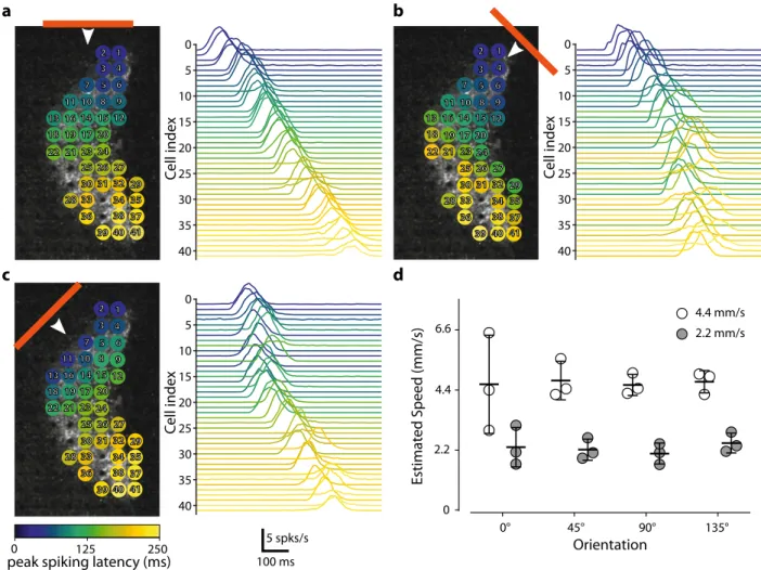 Fig. 6 The measured activity is suf ﬁ cient for estimation of the speed and direction of a moving bar
