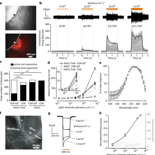 Fig. 1 Higher transfection ef ﬁ ciency with AAV2.7m8 – ChR-tdT in NHP retinas. a Images of a primate retina expressing AAV2.7m8 – ChR-tdT as observed during MEA recordings
