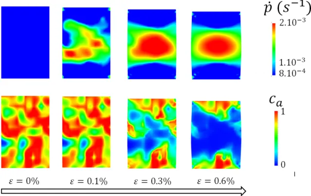 Figure 11: Evolution of localization of strain rate (up) and ageing concentration (bottom) during a compression test with strain rate of 1  10 −3 s −1 and temperature of 1200°C, in the case when the final shape of the pellet is slightly asymmetrical