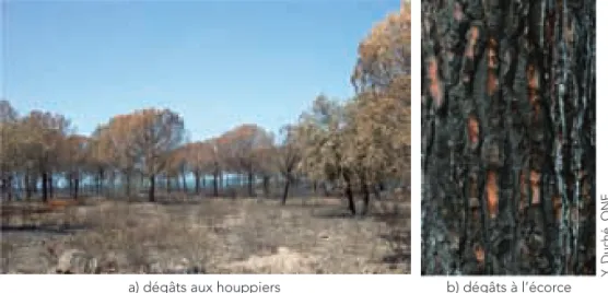 Fig. 1 : dommages causés aux arbres par un incendie d'intensité modérée dans un peuplement de pin pignon