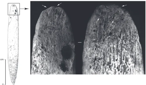 Fig. 23 – Détails des macrotraces d’utilisation présentes en partie distale d’une pièce à extrémité distale spatuliforme et à base appointée  symétrique, groupe A (Isturitz, MAN ; dessin in Saint-Périer, 1952, fig