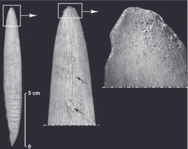 Fig. 24 – Détails des macrotraces d’utilisation présentes en partie  distale d’une pièce à extrémité distale spatuliforme et à base crantée,  groupe A (Isturitz, MAN ; clichés : N