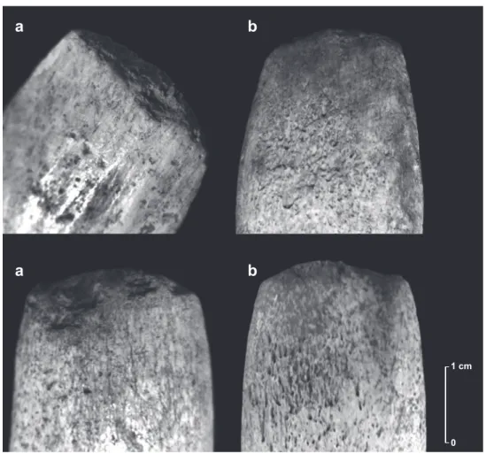 Fig. 26 – Détails des macrotraces d’utilisation présentes en partie distale de deux pièces  à extrémité distale biseautée et à base rectiligne massive (Isturitz, MAN ; clichés : N