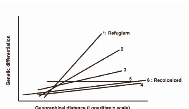 Figure 3. Isolation by distance effect in Carabus solieri.The slope depends on the time  since colonization