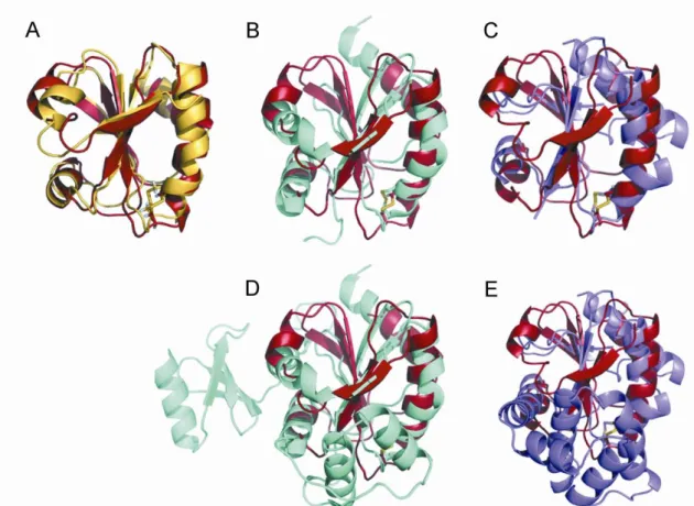 Figure S6: Structural comparisons. Overlay of the oxidized structures of Dtrx (red) with (A) E