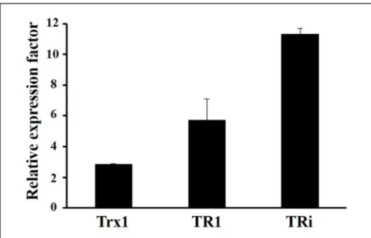 FIGURE 4 | Transcriptional analyses of DvH Trx systems in oxidative conditions. Data were obtained from 3 independent-cultures of WT strain exposed to air or kept in anaerobiosis during 1 h.