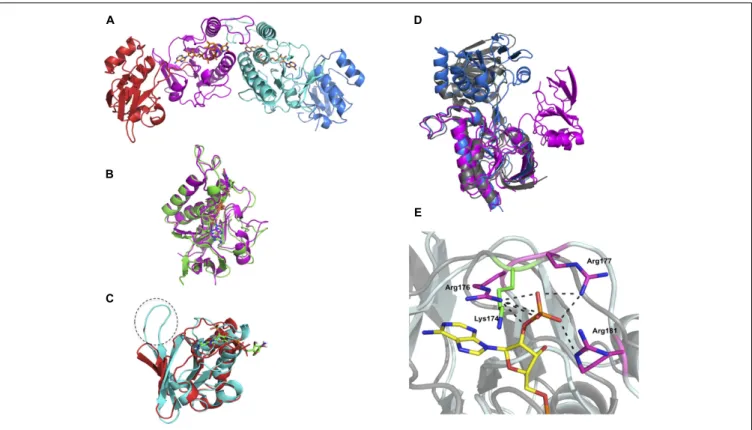 FIGURE 5 | Crystal structure of DvTRi. (A) Homodimer of DvTRi (red and blue: pseudo NADPH-domains, magenta and cyan: FAD-domains); (B) Superposition of DvTRi (magenta) and EcTrxB (green) FAD-domains; (C) Superposition of DvTRi (red) and EcTrxB (cyan) NADPH