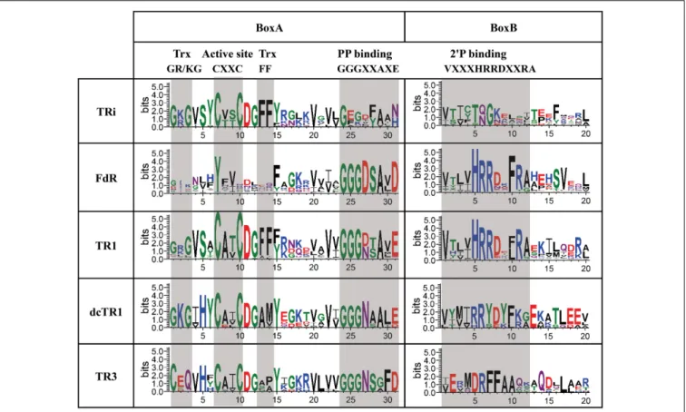 FIGURE 6 | Sequence logos of “Reduced Active Site” region of TRi, FdR, TR1, dcTR1 and TR3 subgroups