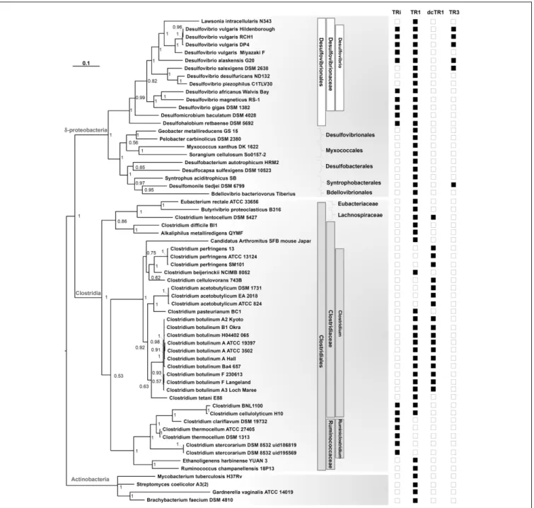 FIGURE 7 | Phylogenetic tree of the 16S rRNA gene in Clostridia and Deltaproteobacteria