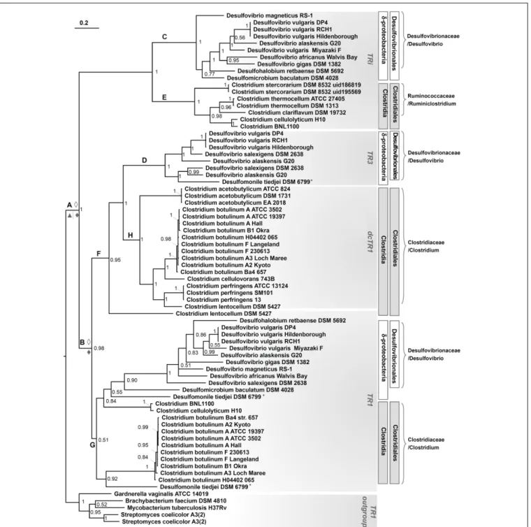 FIGURE 8 | Phylogenetic tree of TRi, TR1, dcTR1 and TR3 proteins. Data included all organisms containing TRi, and dcTR1/TR3 homologs, in addition to TR1 proteins when present or in selected organisms