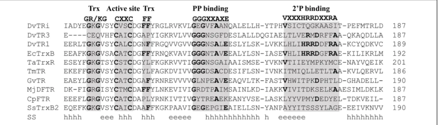 FIGURE 1 | Amino acid sequence alignment of DvTRi and other low molecular weight flavin-containing TRs