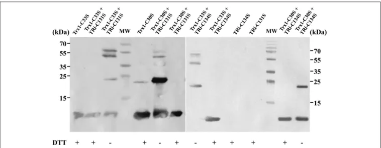 FIGURE 3 | Immunodetection of DvTRi-DvTrx1 complex after non-reducing SDS-PAGE. After the complexation reaction, protein samples were resuspended in a loading buffer containing or not DTT and separated on a SDS PAGE