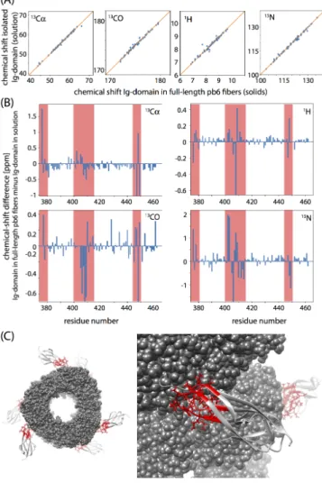 Figure 6. Insight into bacteriophage T5 tail tube protein pb6 by comparison of  solution- and solid-state NMR chemical shifts