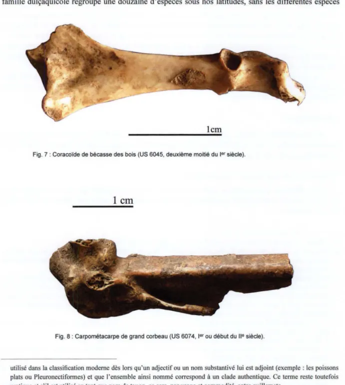 Fig.  7 : Coracoïde de bécasse des bois (US 6045, deuxième moitié du  1er  siècle). 