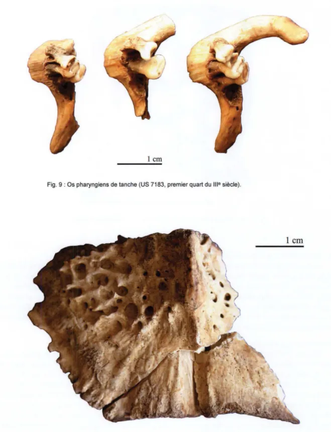 Fig. 9 : Os pharyngiens de tanche (US 7183, premier quart du  111 9  siècle). 