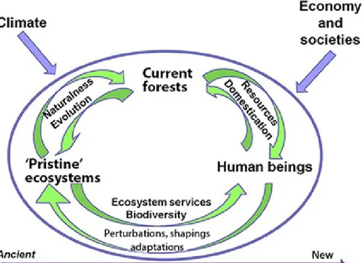 Figure 12-6: Temporalities and relationships between forests, natural ecosystems and human societies.