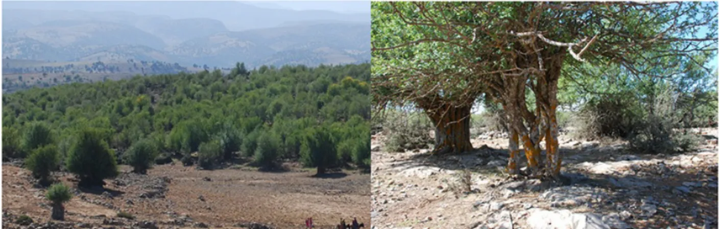 Figure 12-2: Overall physiognomy of ash tree forests (left), and heterogeneity of ash tree port (right), particularly with large, thickset compartmentalized trunks (in the background left of the picture).