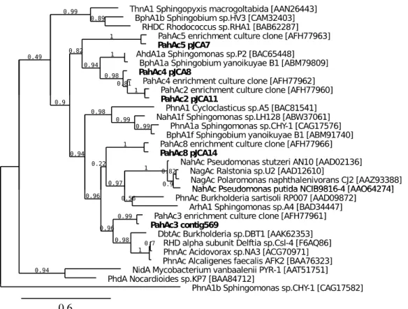 Figure 3 : Phylogenetic tree showing the relationships between alpha subunit  sequences of selected PAH dioxygenases