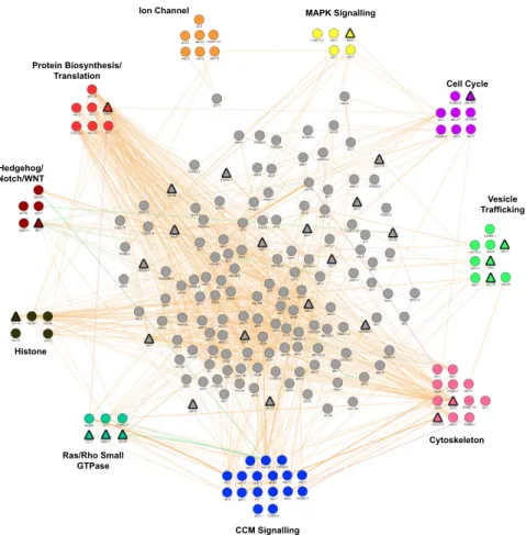 Figure 2. C. elegans CCM Network Map The network, with gene clusters showing  enrich-ments in specific signaling pathways and cellular processes, was constructed using the GeneMANIA app in Cytoscape and gene annotations from Wormbase (www.wormbase.org)