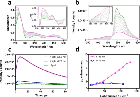 Figure 4.  Spectroscopic characterization of photoconverted miniSOG. Evolution of miniSOG’s absorbance  (a) and fluorescence (b) upon laser irradiation at 355 nm