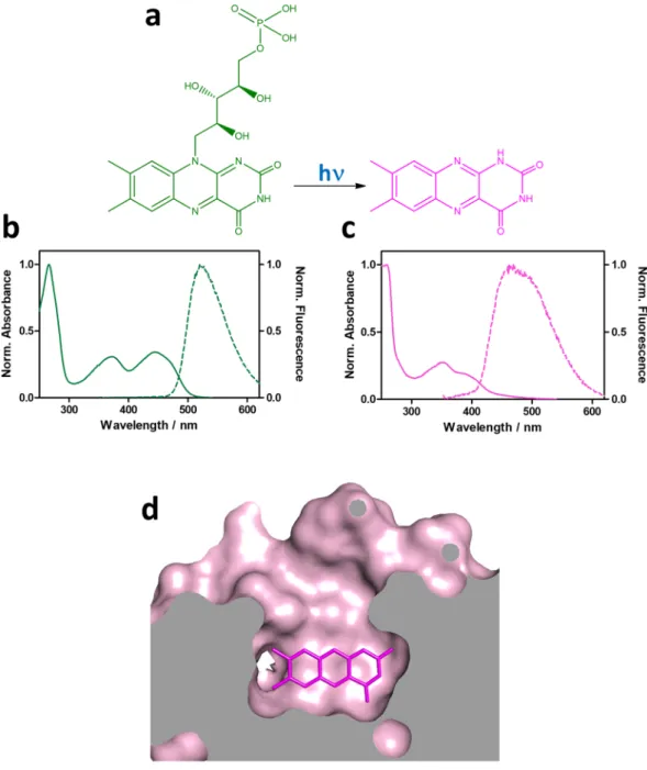 Figure 5.  FMN is photoconverted to lumichrome. (a) Photoconversion of FMN (green) to LC (magenta)