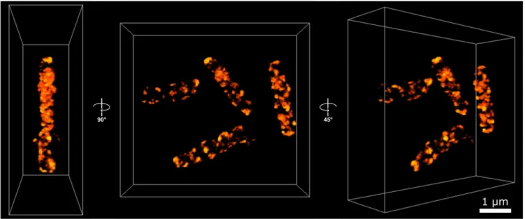 Fig. 3. Three-dimensional STORM imaging of E. coli cells stained with anti-LdcI-Nb reveal a patchy distribution of endogenous LdcI upon acid stress