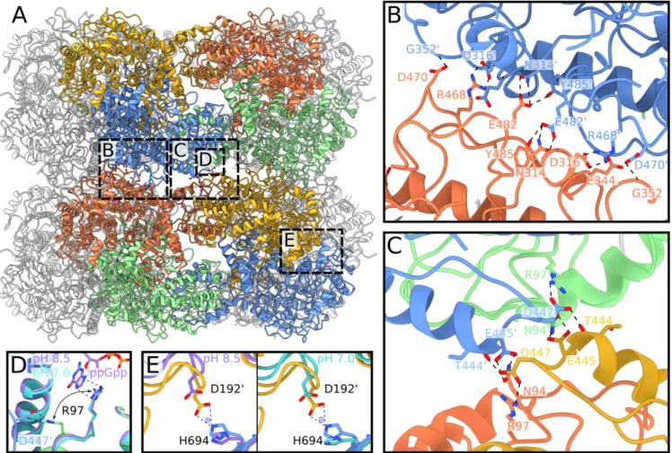 Fig. 5. Structural insights into molecular determinants of the LdcI polymerization under acid stress conditions