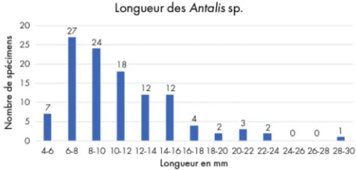 Fig. 4. Diagramme montrant la longueur des tronçons de dentales  de l’abri Martin. 