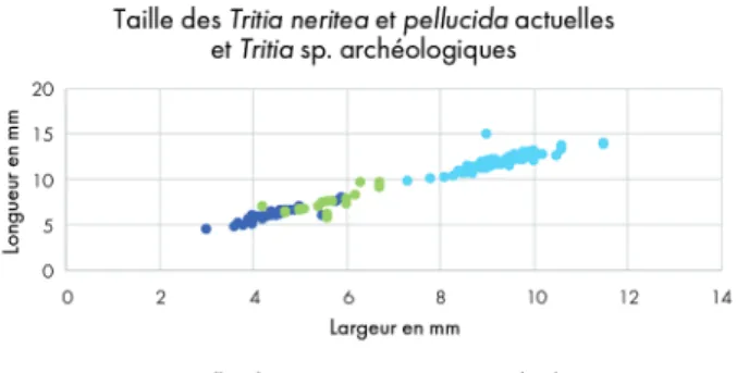 Fig. 6. Nuage de points indiquant le rapport longueur/largeur des  coquilles de Tritia pellucida actuelles (bleu foncé), des Tritia neritea  actuelles (bleu clair) et des Tritia sp