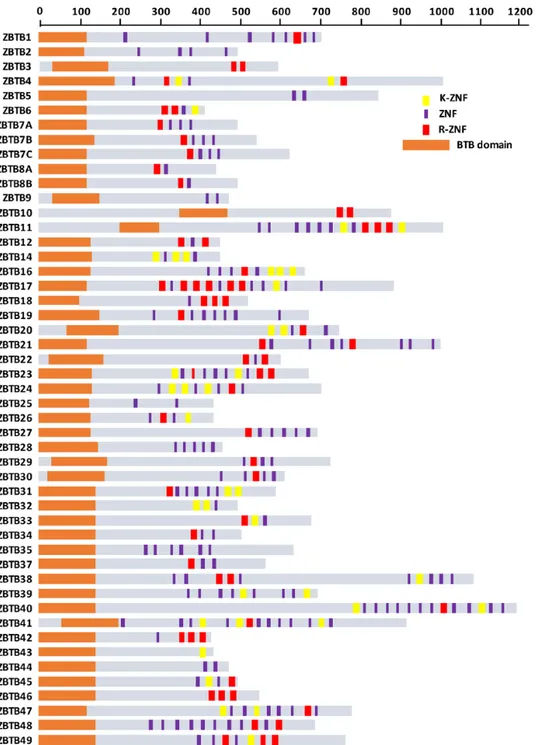 Figure 2.  Identification of new methyl-DNA-sensitive ZBTB transcription factors. Schematization of the protein domains of the 49 ZBTB transcription  factors encoded in the human genome