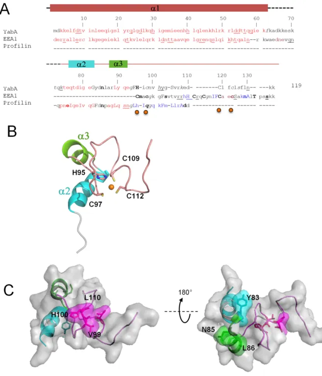 Figure 3. Homology model of the YabA-CTD monomer. (A) Structural sequence alignment of YabA model with the identified homologs EEA1 (pdb code 1JOC) (46) and profilin (1YPR) using the Joy algorithm (63), highlighting the structural similarities between YabA