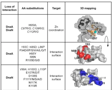 Figure 5. Surface representation of YabA showing key residues involved in interactions with partner proteins