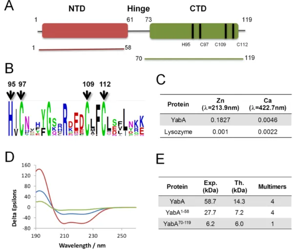 Figure 1. (A) Schematic representation of YabA domain organization with the NTD (Indian red) and CTD (green) protein constructs used in the study.
