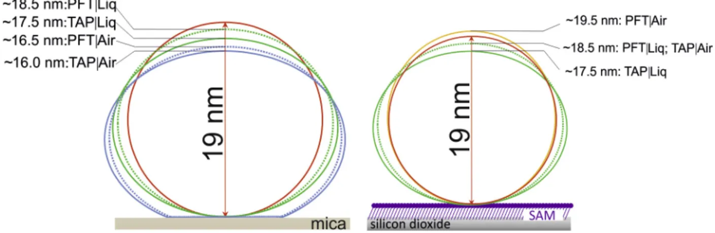 Fig. 3. Schematic representation of TMV height measurements using the eight different experimental conditions
