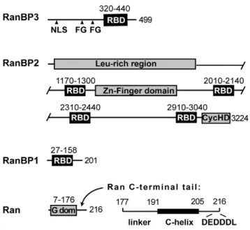 Table S1). In contrast, the b5b6 loop, whose functional role is evoked below, is highly uniform in structure, suggesting a comparatively rigid element