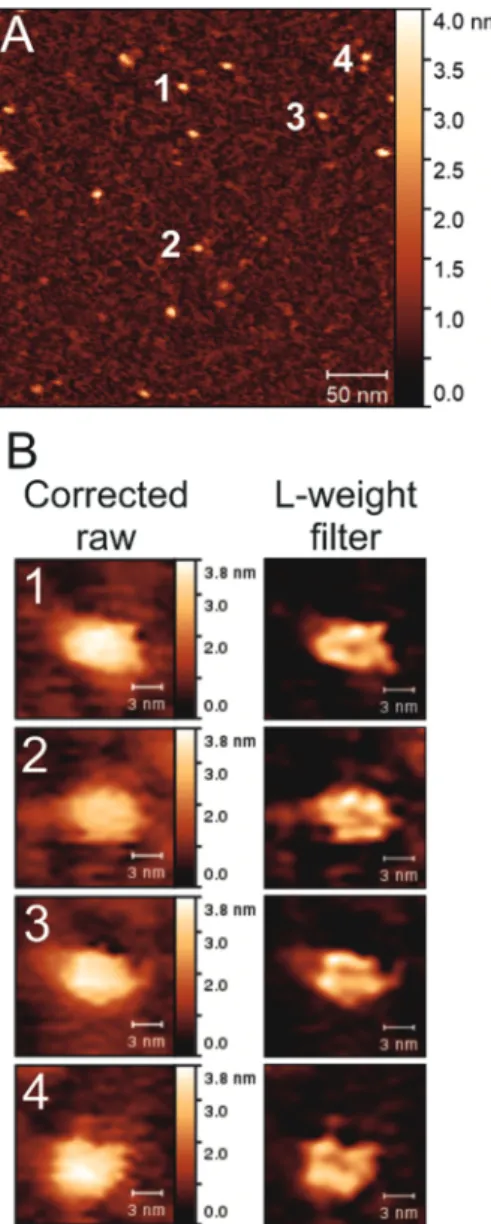 Fig. 3 shows AFM topographies of circular natively supercoiled DNA at di ﬀ erent DrHU concentrations, where the left column displays the topographic data, and the right presents the corresponding images processed with the L-weight filter.