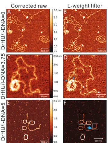 Fig. 4C and D present the AFM and processed images of lin- lin-earized DNA in the presence of DrHUs at a DrHU/DNA molar ratio of 3.75