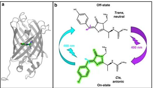 Fig. 1 Structure and photoswitching scheme of rsEGFP2. a Three-dimensional structure showing an 11-stranded β -barrel embedding a chromophore held by a central α -helix
