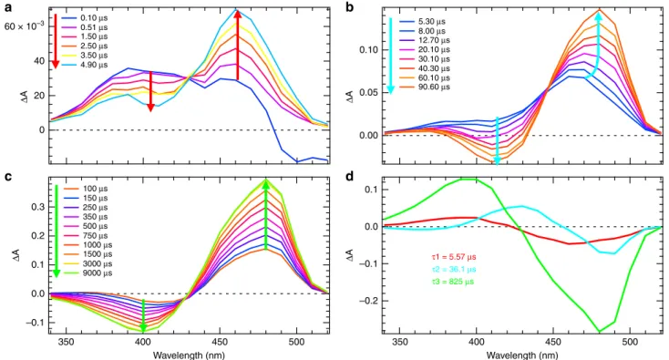 Fig. 2 Transient UV – Visible spectroscopy in H 2 O solution. Time-resolved difference absorption spectra of rsEGFP2 in H 2 O solution (50 mM HEPES pH 8, 50 mM NaCl) recorded after a 410 nm nanosecond excitation of the trans -protonated off-state in the ti