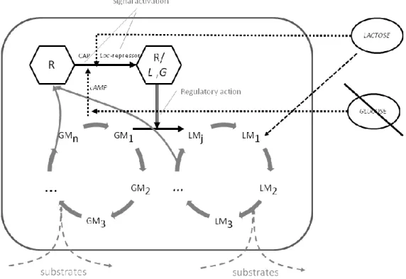 Fig. 7. The regulatory scheme in the case of the lac-operon 