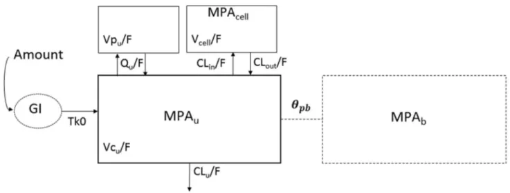 Fig. 2    Schematic of the three-compartment model describing plasma  total mycophenolic acid  (MPA t  = (1 +  