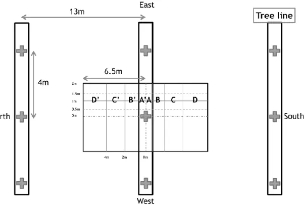 Figure  1:  Soil  sampling  plan  in  the  agroforestry  system.  Cross  represents  walnut  tree,  4m  spaced, and vertical rectangle represents tree line, 13 m spaced